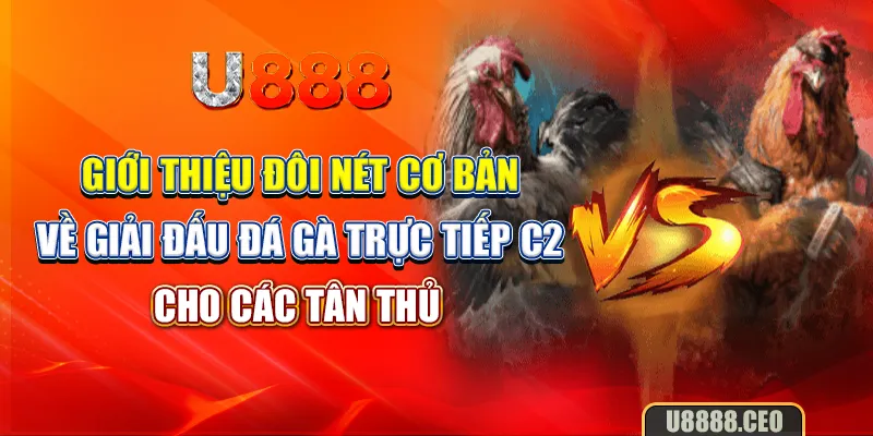 Giới thiệu đôi nét cơ bản về giải đấu đá gà trực tiếp C2 cho các tân thủ