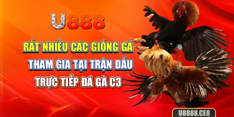 Rất nhiều các giống gà tham gia tại trận đấu trực tiếp đá gà C3 