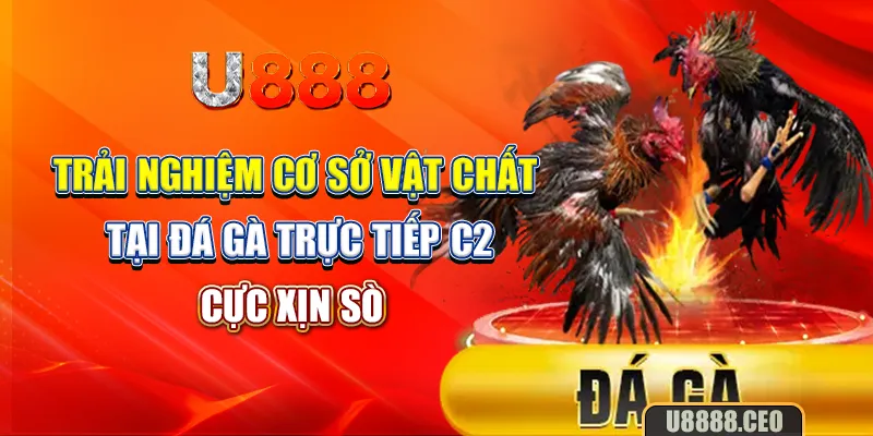 Trải nghiệm cơ sở vật chất tại đá gà trực tiếp C2 cực xịn sò 