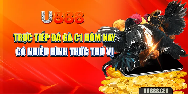 Trực tiếp đá gà C1 hôm nay có nhiều hình thức thú vị