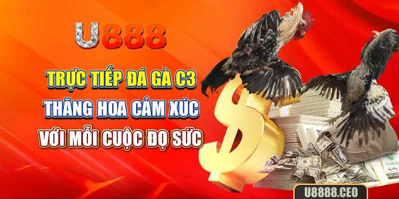 Trực Tiếp Đá Gà C3: Thăng Hoa Cảm Xúc Với Mỗi Cuộc Đọ Sức